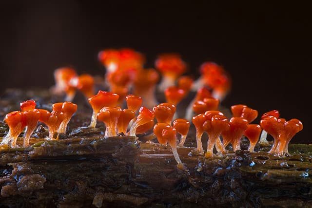 霉菌與微生物是自然界的分解者，使自然界生生不息的循環