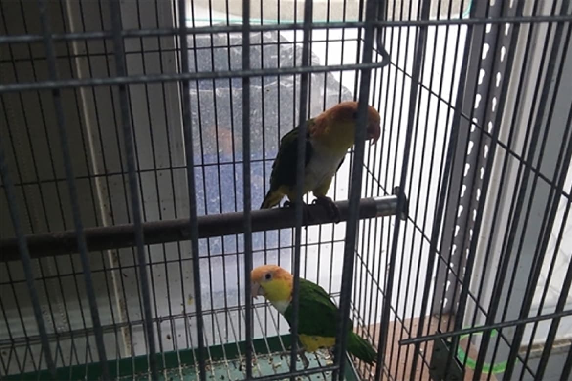 食品／藥品：鸚鵡家族 維持飼料的乾燥度