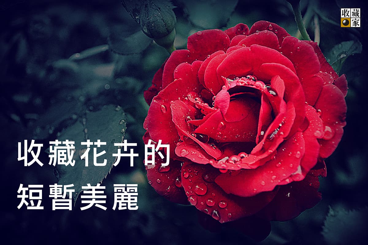 收藏花卉的短暫美麗