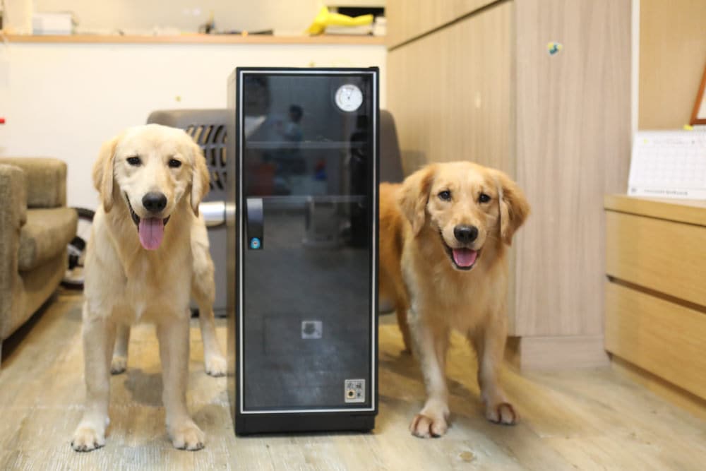 2dog and ad 82