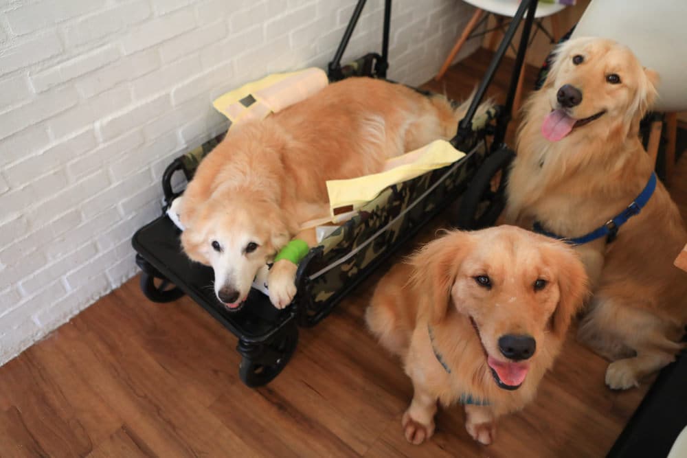 3dogs