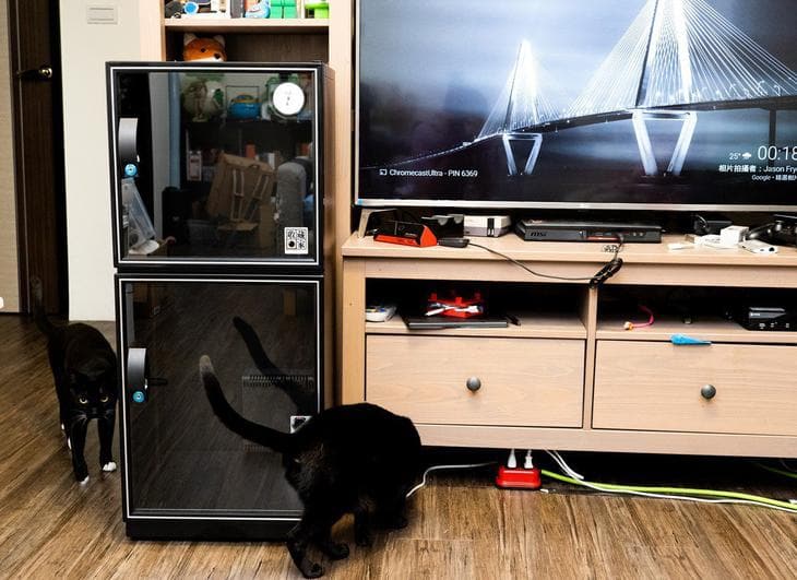 cat