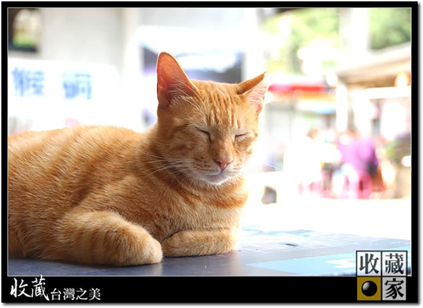 cat 01