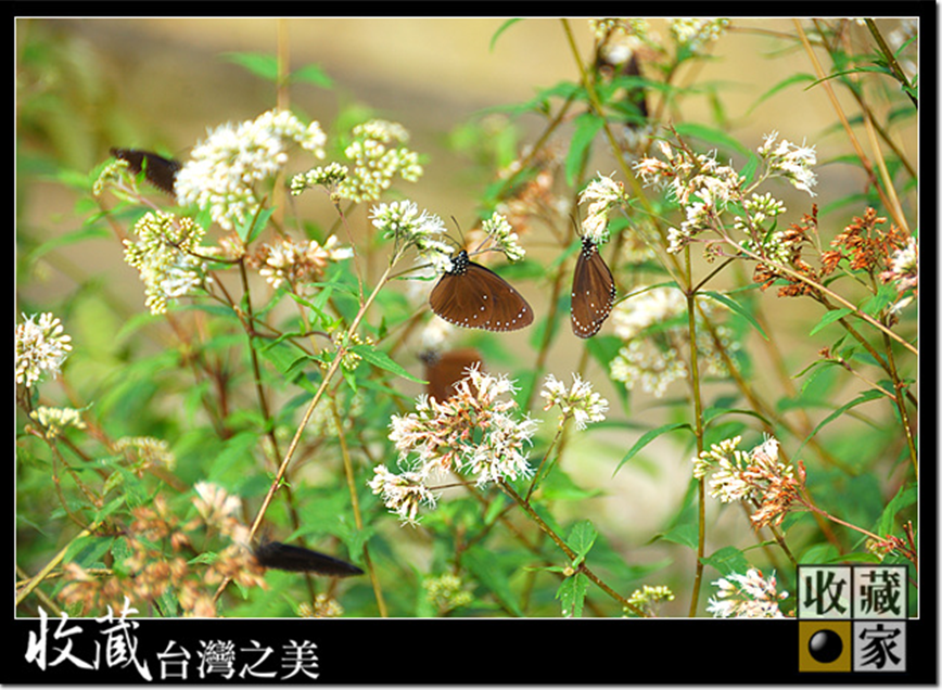 che cheng 19