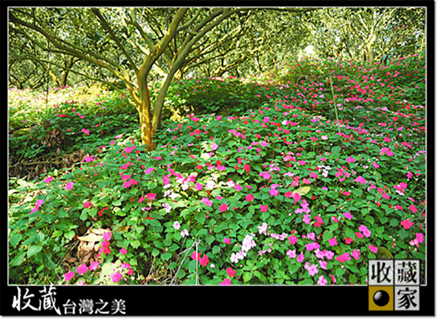 dongshan 06