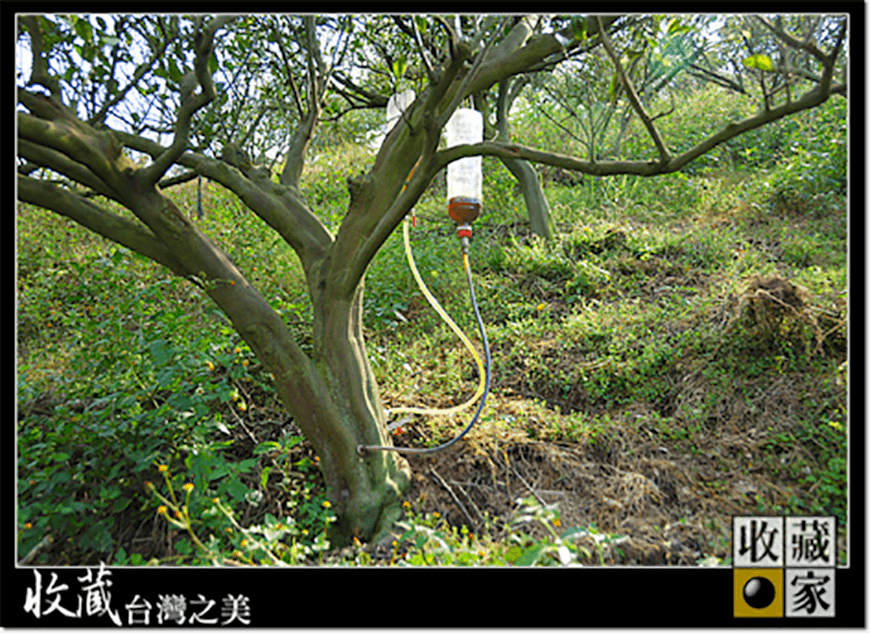 dongshan 07