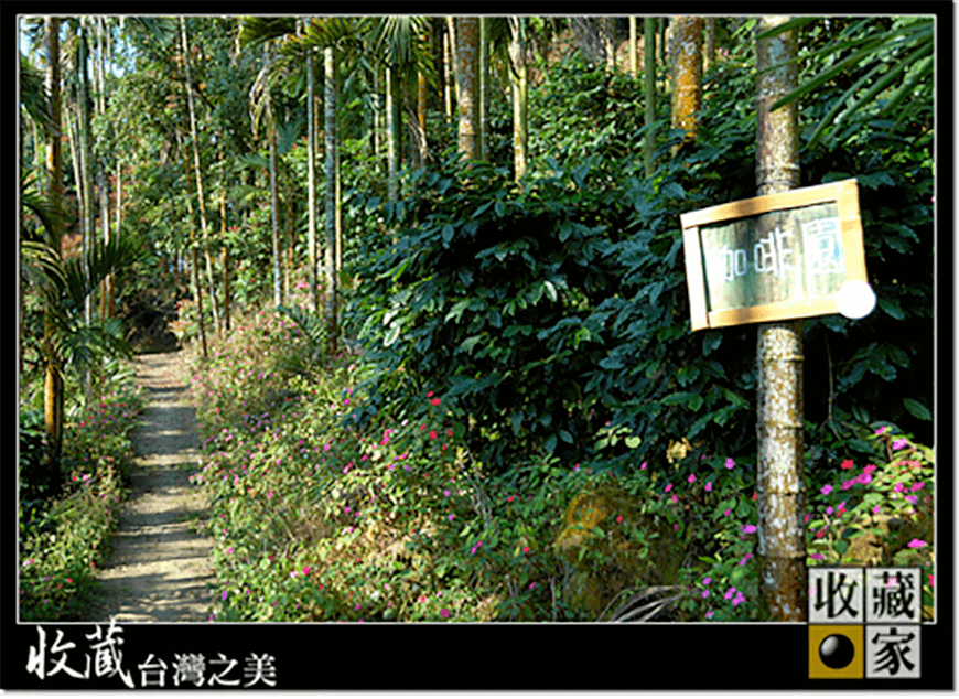 dongshan 11