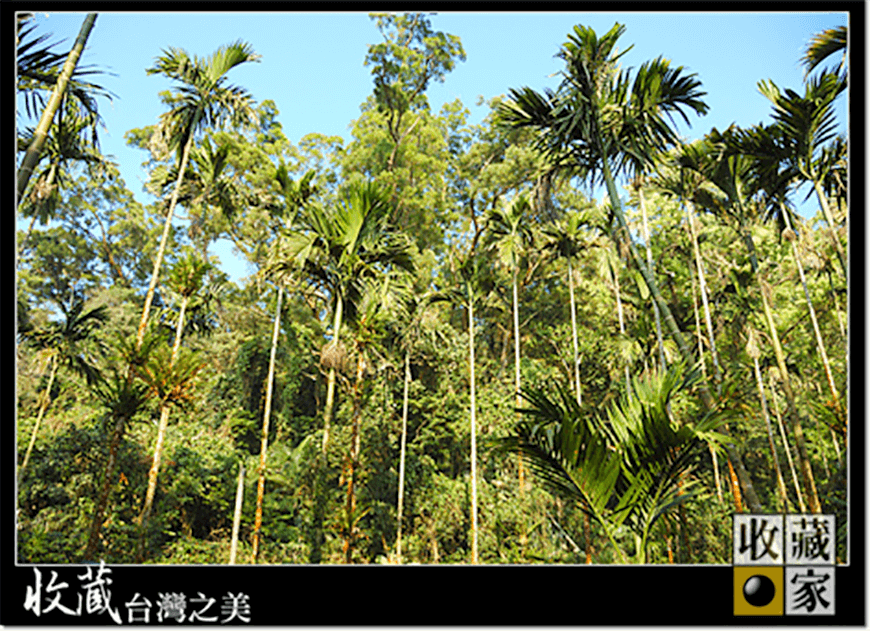 dongshan 15