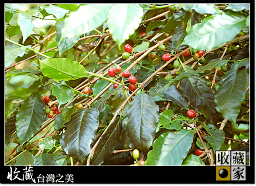dongshan 16
