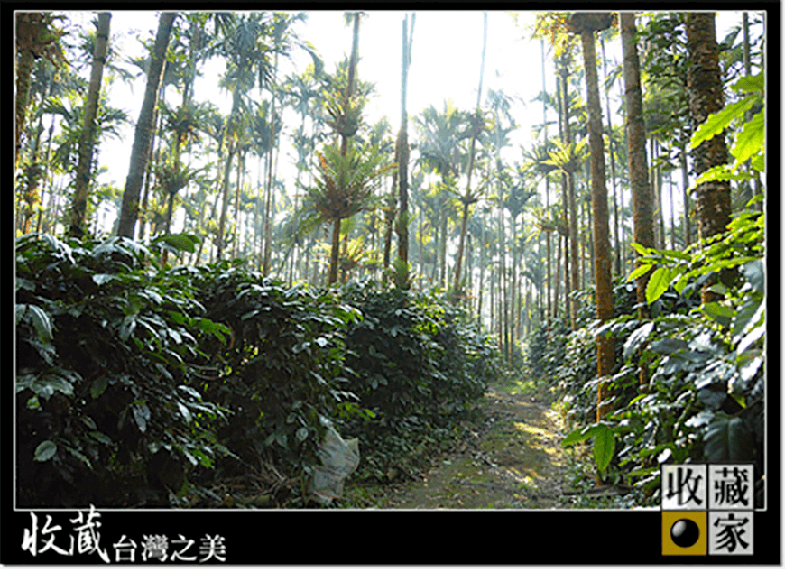 dongshan 18
