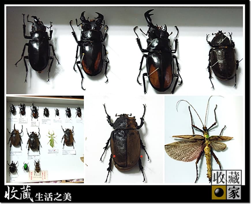 有特別介紹過『標本收藏櫃』這個滿特殊的電子防潮櫃，配合標本收藏家的需求，氣密櫃體可以根據標本收藏家慣用的標本收藏盒來做訂製需求，讓一盒一盒的無酸標本盒有更佳完善的保存環境