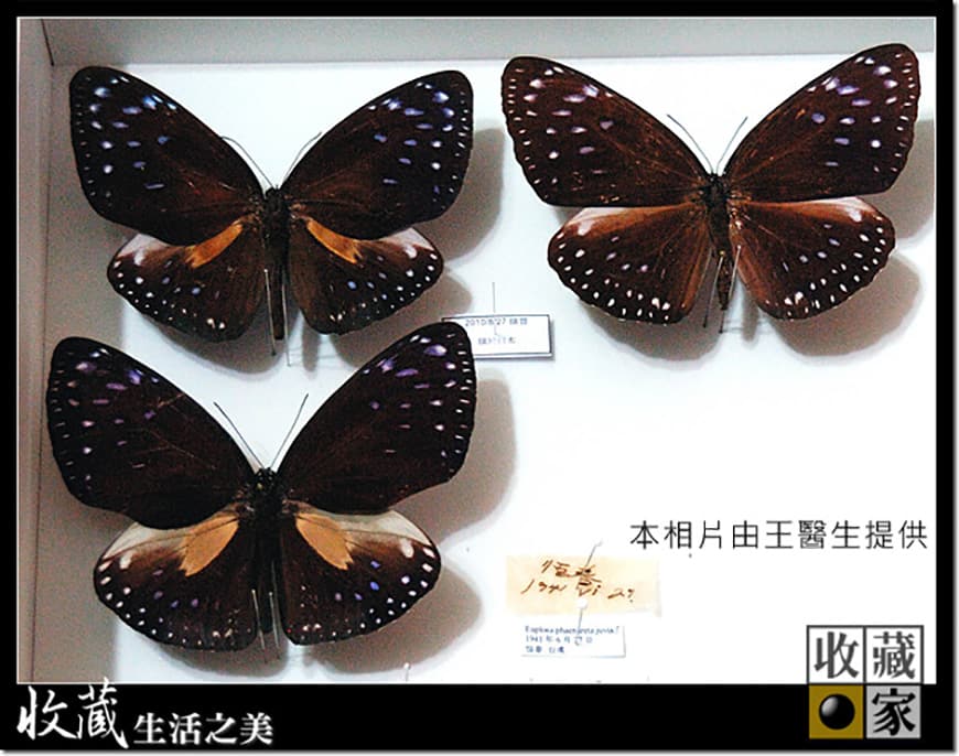 有特別介紹過『標本收藏櫃』這個滿特殊的電子防潮櫃，配合標本收藏家的需求，氣密櫃體可以根據標本收藏家慣用的標本收藏盒來做訂製需求，讓一盒一盒的無酸標本盒有更佳完善的保存環境