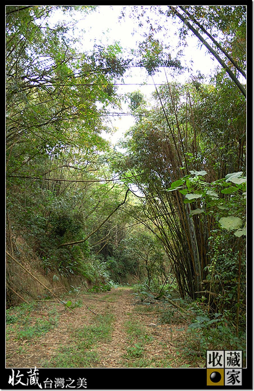 forest 11