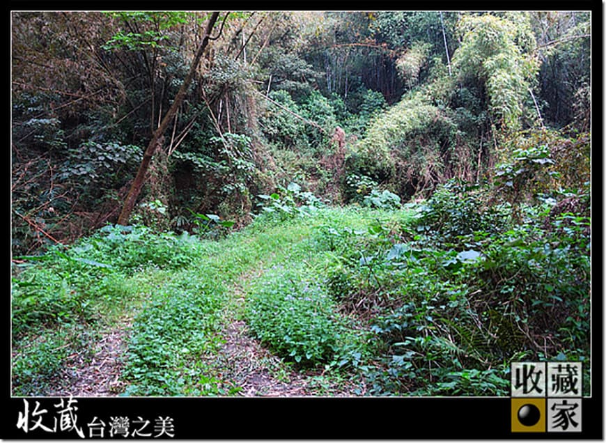 forest 12