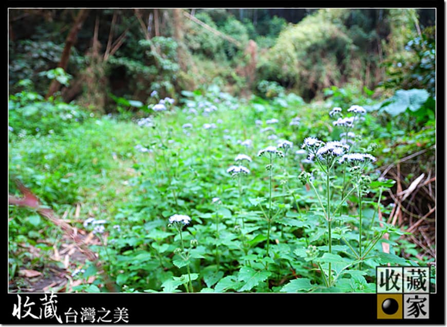 forest 14