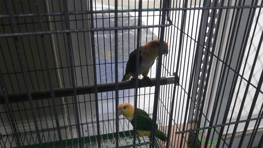 parrot 02