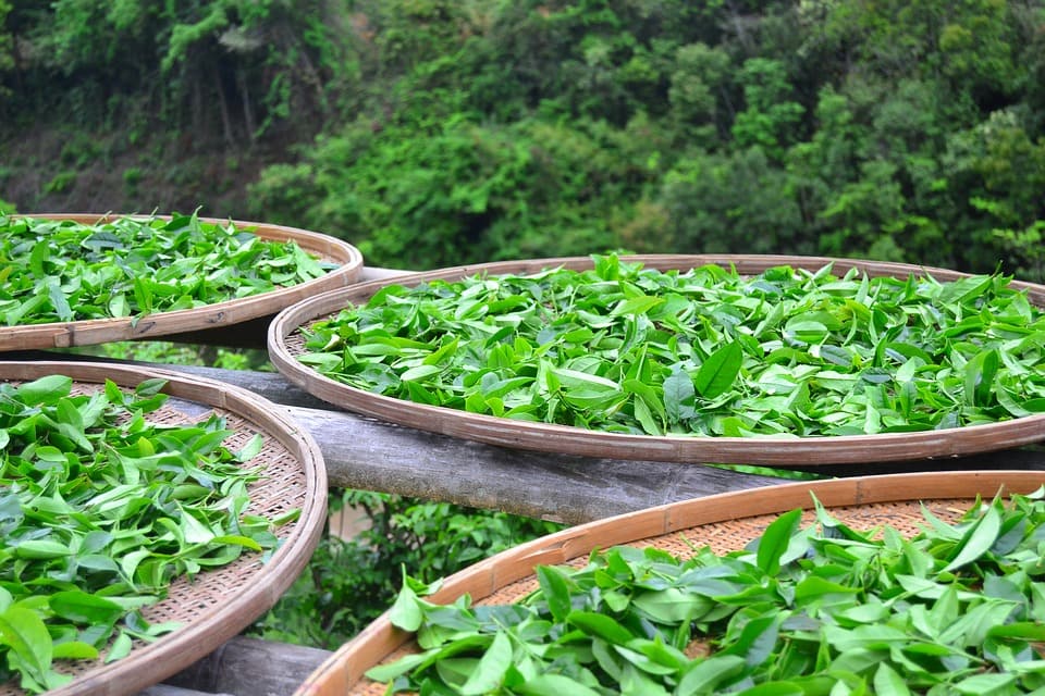 茶葉保存除了要注意溫度,還要注意溼度