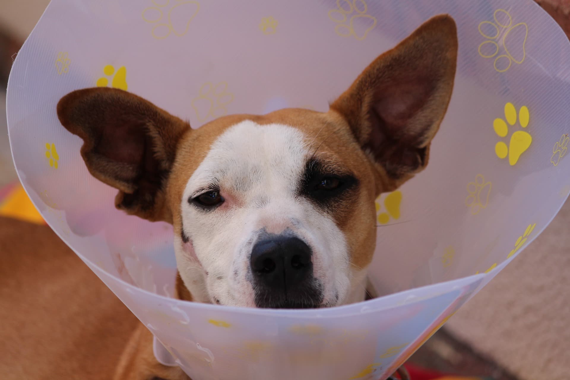 when pet sick